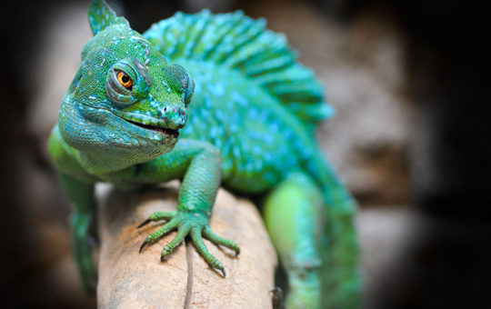 lezard au vivarium de meyrin