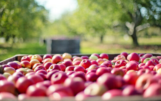 pommes producteurs genève