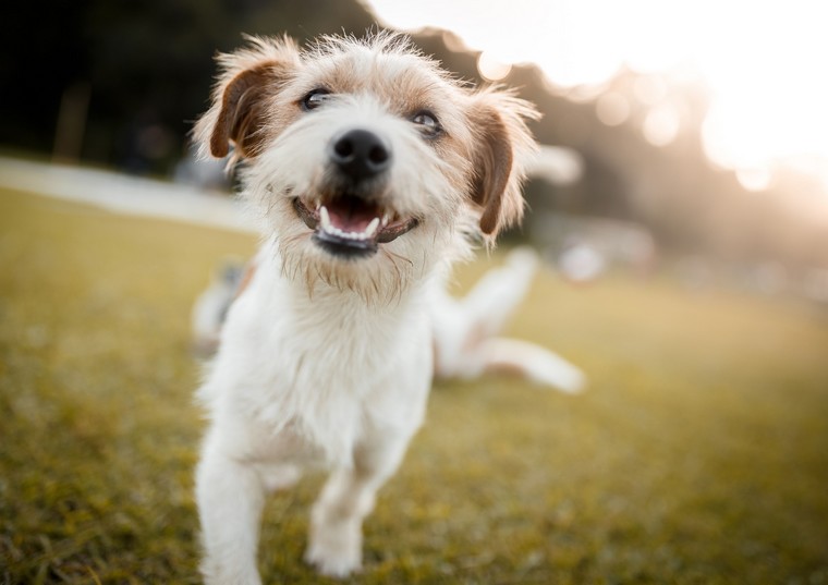 World Dog Show Genève pas cher